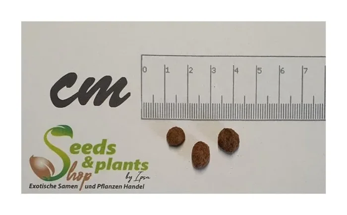 3x Myrica Rubra Chinesisch Erdbeeren Baum Pappelpflaume Obst Samen A402
