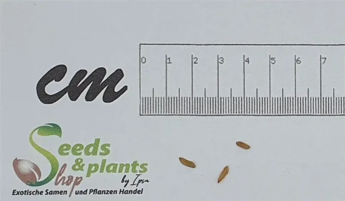 3x Pachypodium horombense Caudex Madagaskarpalme Pflanzen – Samen B16