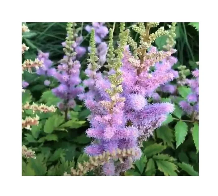 3x Prachtspiere Astilbe Pumila Spierstrauch Topf Garten – Pflanzen K-P209