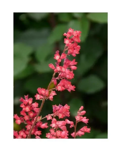 3x Purpurglöckchen Leuchtkäfer Heuchera Stauden Garten – Pflanzen K-P387