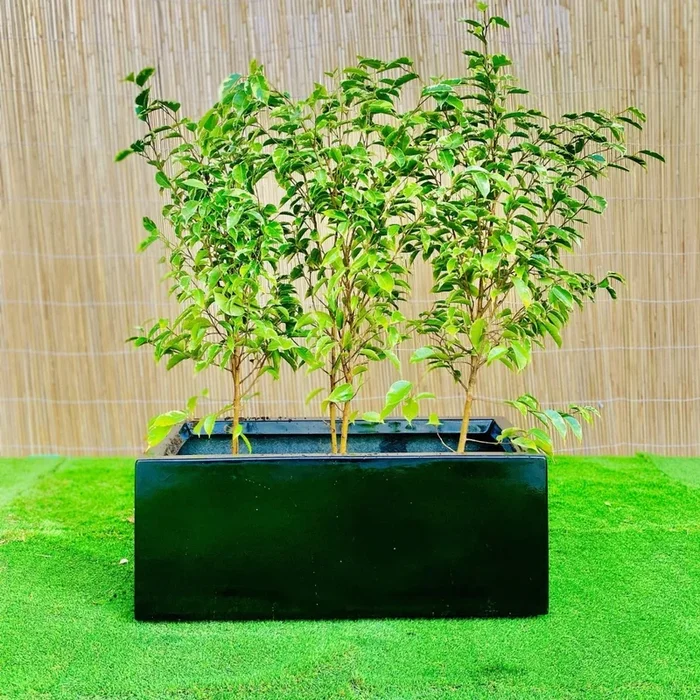 3x Starlight Ficus in Rectangular Planter – 70x30x30cm