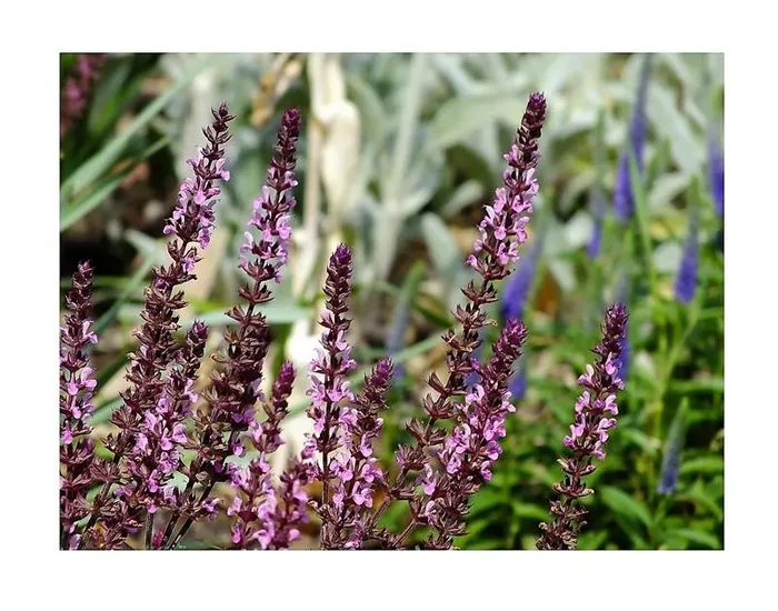 3x Steppen-Salbei Rose Queen Salvia Nemorosa Topf – Pflanzen K-P28