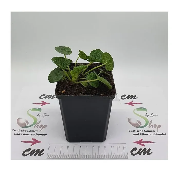 3x Stockrosen Rot Alcea Rosea Topf Garten – Pflanzen K-P49