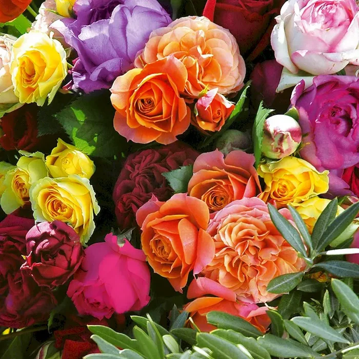 4 x bunte ‚Parfum-Rosen‘ Rosa Hybrid – Bestellnummer 2216453