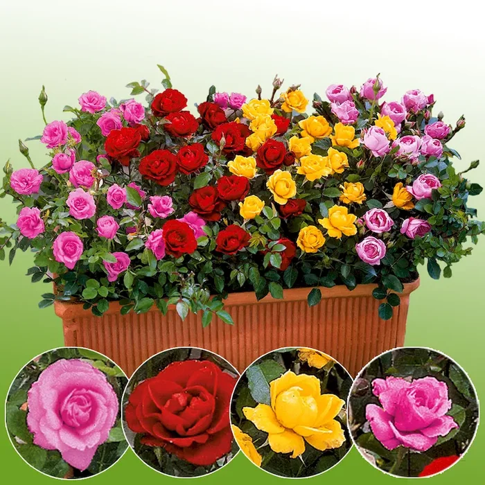 4 x Zwerg-Rosen Rosa Hybrid – Bestellnummer 2231677