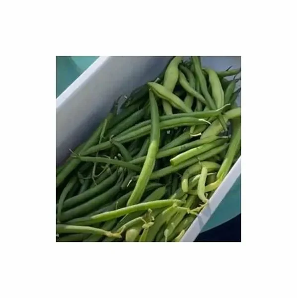 40 g Buschbohnen Delinel Garten Pflanzen – Samen F-S79