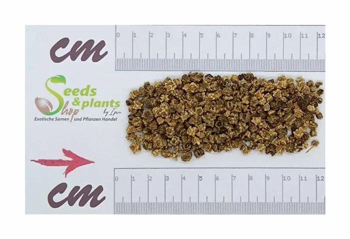 40 g Futterrüben Mischung Eckdorot und Eckdogelb Garten Pflanzen – Samen F-S24