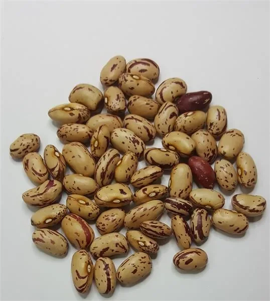 45x Borlotto rosso BIO (Phaseolus vulgaris) Buschbohnen Gemüse – Samen SV27
