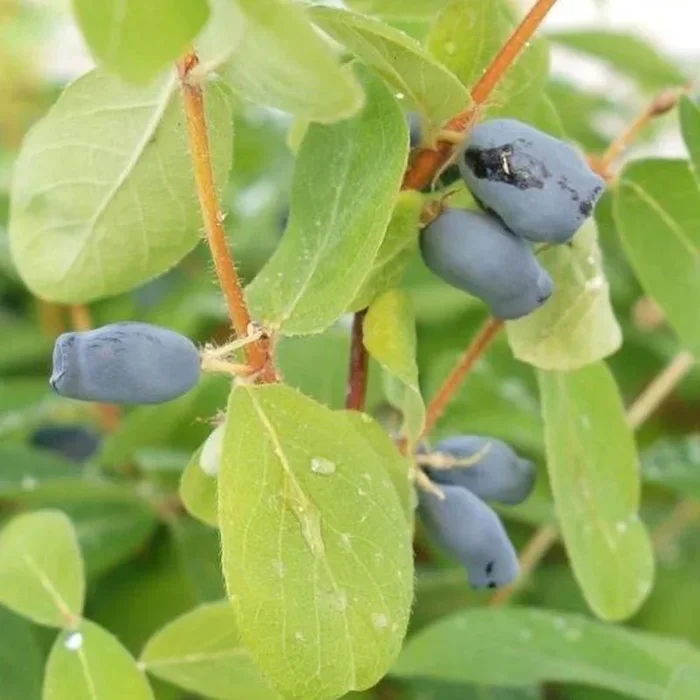 4er-Set Sibirische Blaubeere MyBerry® ‚Farm‘ (Lonicera kamtschatica), Höhe 25-30 cm, im 3 Liter Topf