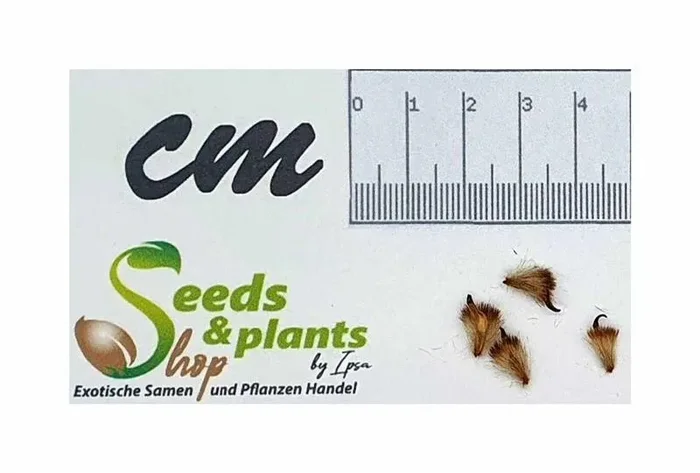 4x Protea grandiceps Zuckerbusch Strauch Pflanzen – Samen B135