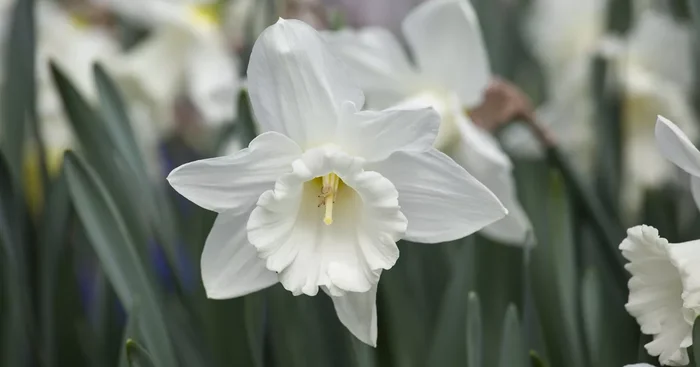 5 Blumenzwiebel – Edelnarzisse ‚Mount Hood‘