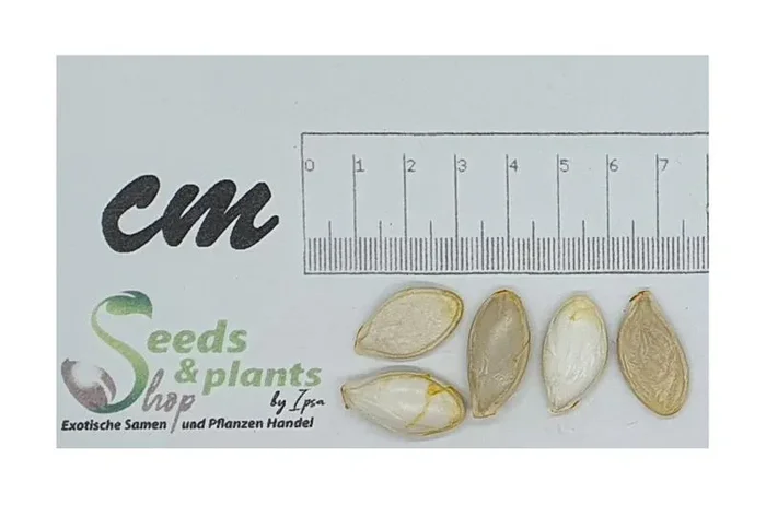 5 Korn Kürbis Hokkaido (Bio) Solor Garten Pflanzen – Samen F-S643