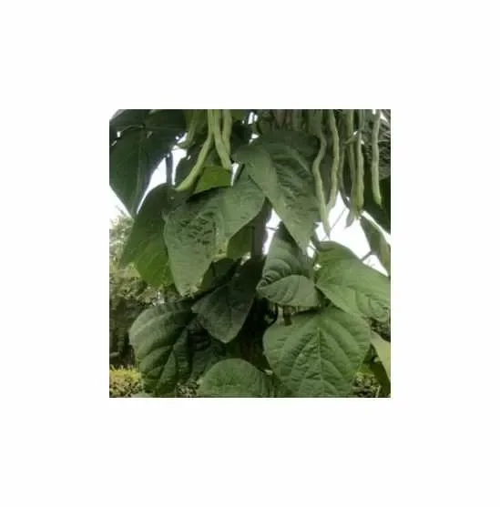 50 g Buschbohnen Saxa Garten Pflanzen – Samen F-S73