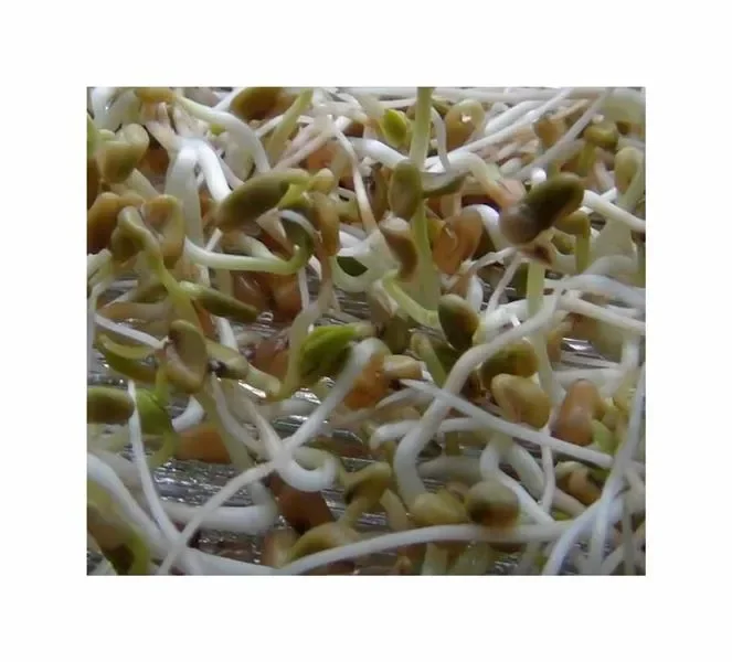 50 g Keimsprossen (Bio) Bockshornklee Garten Pflanzen – Samen F-S679