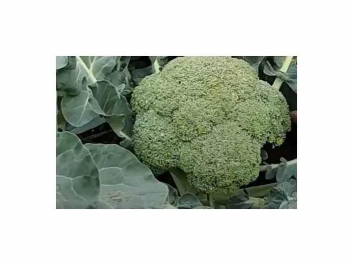 50 Korn Brokkoli Premium Crop F1 Garten Pflanzen – Samen F-S151