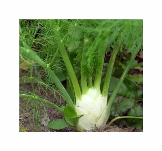 50 Korn Knollenfenchel (Bio) Orion F1 Garten Pflanzen – Samen F-S629