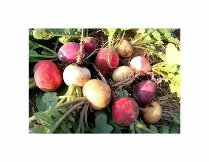 500 Korn Radies Mischung Garten Pflanzen – Samen F-S285