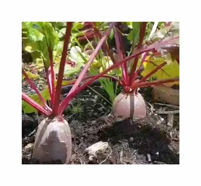 500 Korn Rote Bete (Sparpackung) Forono Garten Pflanzen – Samen F-S313