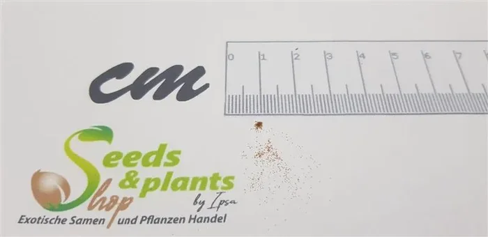50x Cyathea dregei Baumfarn Garten Zimmer Pflanzen – Samen B1058
