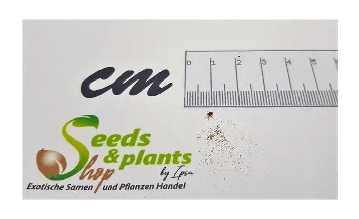 50x Cyathea glauca = Alsophila g. Baumfarn Garten Zimmer Pflanzen – Samen B1059