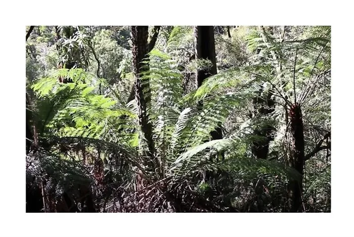 50x Cyathea moluccana Baumfarn Garten Pflanzen – Samen B1062
