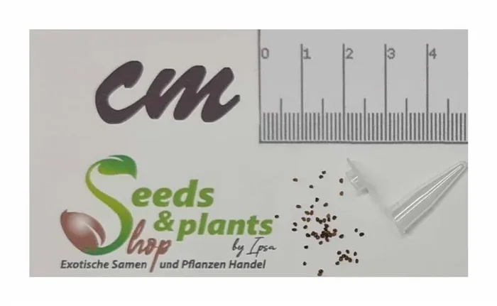 50x Perozon Bel W3 Tabak Garten Pflanzen – Samen TB36