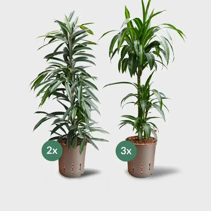 5er Box Hydrokultur Büropflanzen XXL Ficus & Palme