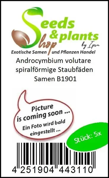 5x Androcymbium volutare spiralförmige Staubfäden Samen B1901