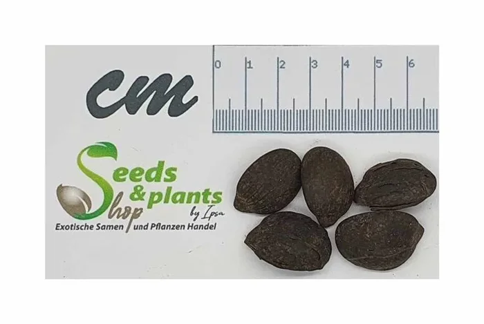 5x Arenga pinnata – Zuckerpalme Fiederpalme Palme Pflanzen – Samen ID1773