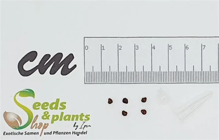 5x Astrophytum asterias Nudum Sukkulente Garten Pflanzen – Samen B734