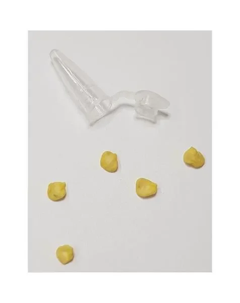 5x Cascabelle BIO Chili Gewürz Garten Pflanzen – Samen PW92