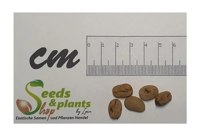 5x Coffea arabica Costa Rica 95 Kaffee – Strauch Garten Pflanzen – Samen ID262