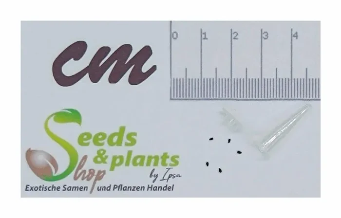 5x Dionaea muscipula Spider Venusfliegenfalle Pflanzen – Samen B1272