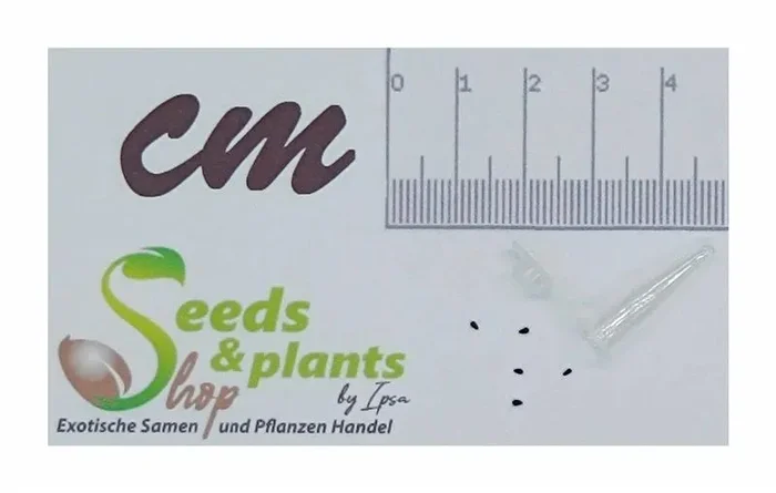 5x Dionaea muscipula WB9 Venusfliegenfalle Pflanzen – Samen B1282