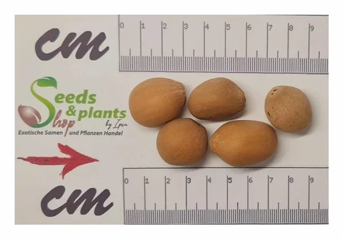 5x Dioon edule Mexikanischer Palmfarn Garten Pflanzen – Samen B1288