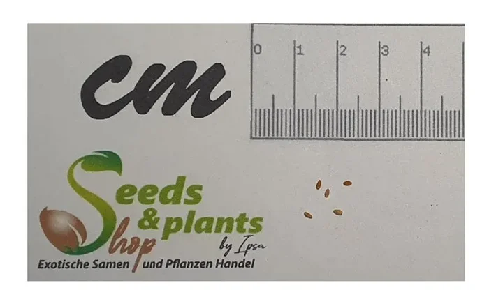 5x Musanga cecropioides Schirmbaum Garten Pflanzen – Samen ID246