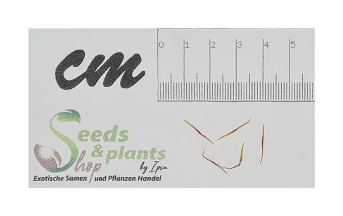 5x Nepenthes rafflesiana rainbow speckle var. squat Kannenpflanzen – Samen B1827