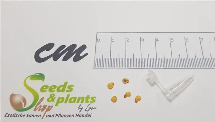 5x NuMex Jalapeno Pumpkin Spice Chili Garten Gemüse Pflanzen – Samen PW29