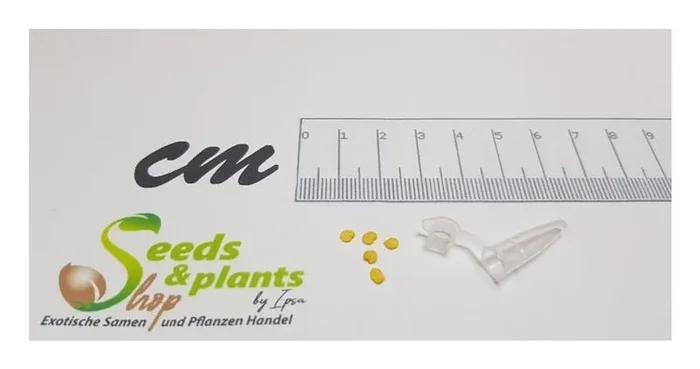 5x NuMex Twilight Chili Samen Saatgut Küche Garten PW175