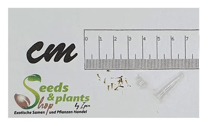5x Othonna arbuscula Sukkulente Garten Pflanzen – Samen B3
