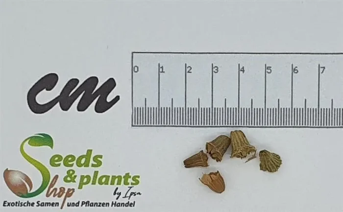 5x Petrea volubilis Purpurkranz Vogelwein Garten Pflanzen-Samen B2224