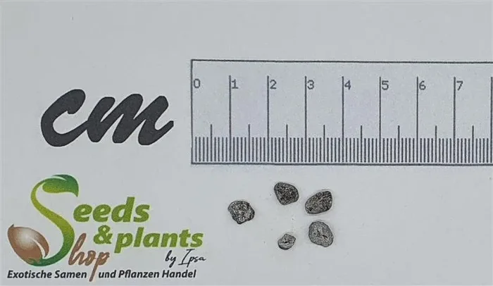 5x Rothmannia globosa Gardenienbaum Garten Pflanzen – Samen B177