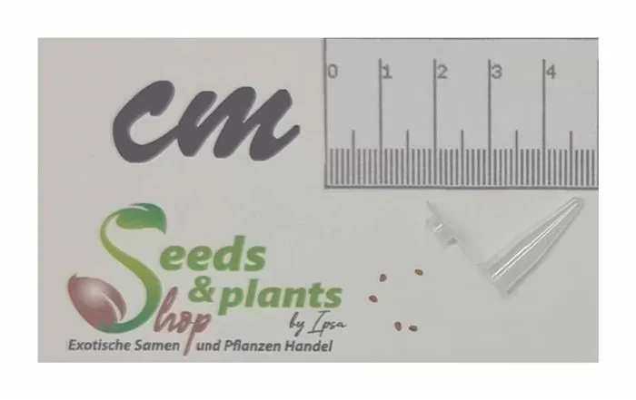 5x Sarracenia rubra ssp. Jonesii Cesars Head Kannenpflanzen – Samen B232