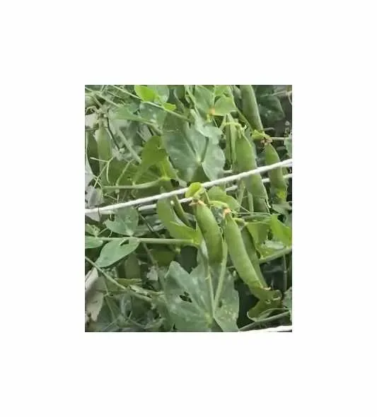 60 g Markerbsen Markana Garten Pflanzen – Samen F-S100