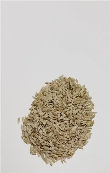 6500x Schnittsalat Witte Dunsel Lactuca Sativa Gemüse Pflanzen – Samen K474