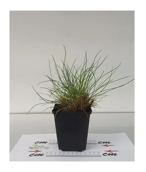 6x Blauschwingel Elijah Blue (Festuca glauca) – Ziergras Topf Pflanze K-P53
