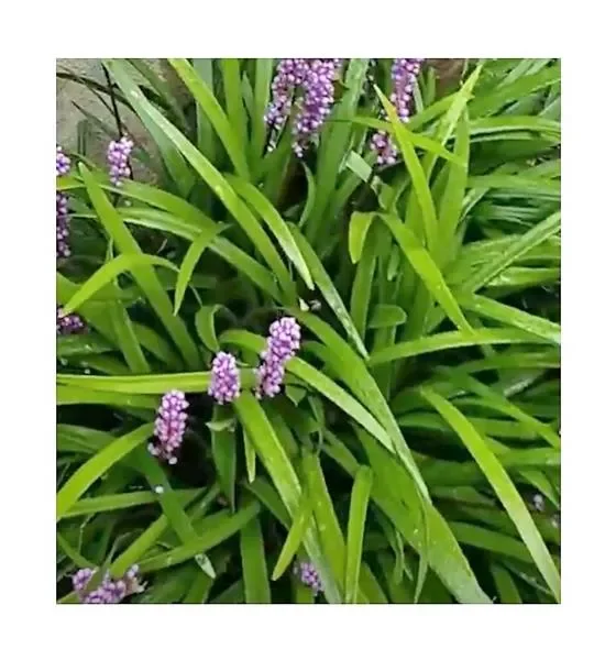 6x Glöckchentraube Big Blue Liriope Muscari Garten – Pflanzen K-P306