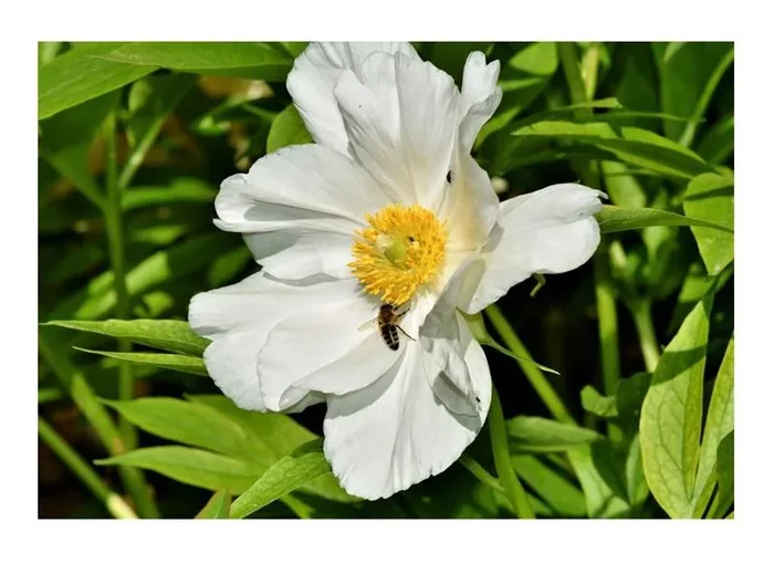 6x Großes Windröschen Anemone Sylvestris Topf Garten – Pflanzen K-P275