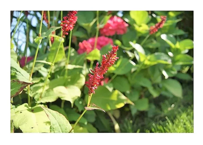 6x Persicaria amplexicaulis Speciosa Knöterich Topf Garten – Pflanzen K-P433
