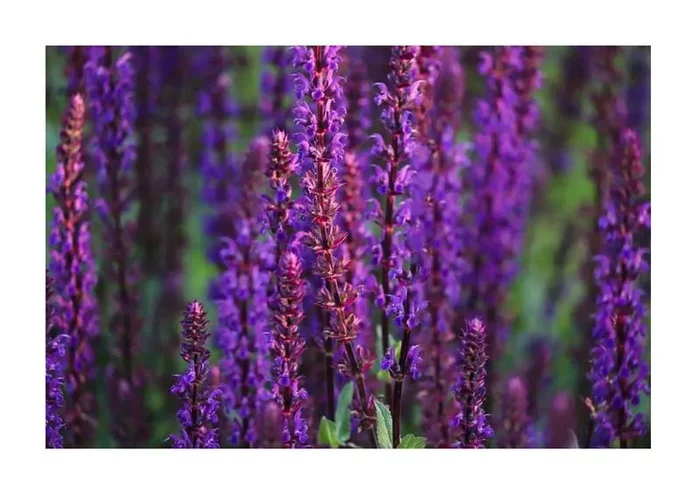 6x Steppen Salbei Ostfriesland Salvia nemorosa Topf Garten – Pflanzen K-P166
